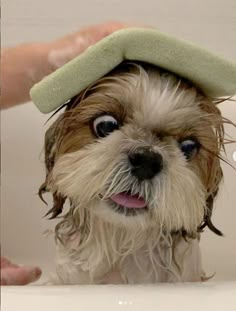 a small dog is sitting in the bathtub with his head covered by a towel