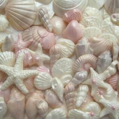 many shells and starfish are grouped together