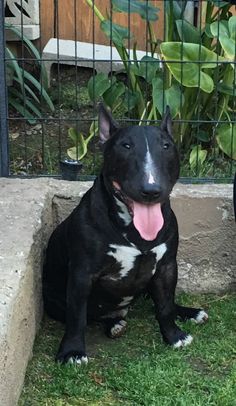 a black and white dog sitting in the grass next to a fence with its tongue hanging out