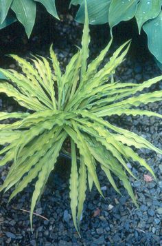 a close up of a green plant with leaves on the ground near gravel and rocks