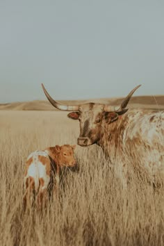 two cows standing in tall brown grass near each other