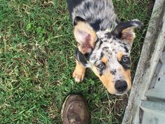 a small dog standing next to a person's shoe on the grass near a door