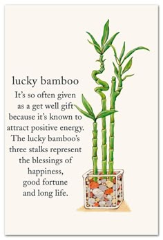 Bamboo Plant, Positive Vibrations, Feng Shui Tips, Lucky Bamboo, Flower Meanings, Symbols And Meanings, Spiritual Symbols, Get Well Gifts, Language Of Flowers