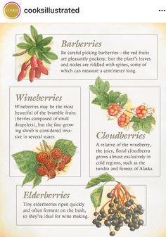 an illustrated poster with different types of berries