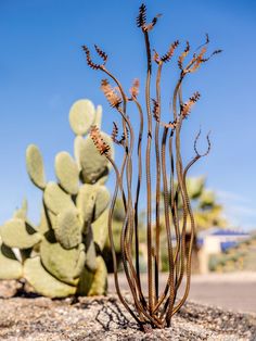 a small cactus plant sitting on top of a rock