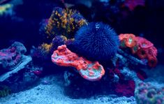 an aquarium filled with lots of different colored corals