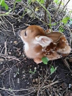 a baby deer is sitting in the dirt