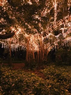 a large tree covered in lots of lights