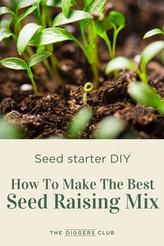 seed starting diy how to make the best seed raising mix for beginners and growers