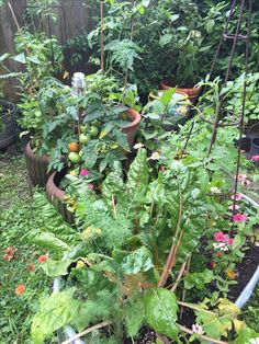 many different types of plants in pots on the ground