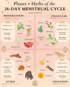 Food And Menstrual Cycle, Herbal Tea Cycle Syncing, Cycle Syncing Herbal Teas, Herbs For Cycle Syncing, Witchy Period Tips, Herbs Menstrual Cycle, Teas For Your Cycle, Herbs For Cycle Phases, Tea Menstrual Cycle