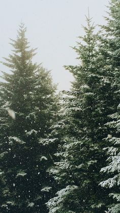 snow falling on the ground and trees in the background