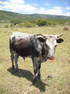 a black and white cow standing on top of a grass covered field with mountains in the background