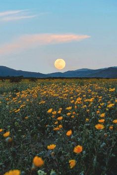 a field full of yellow flowers with the moon in the background