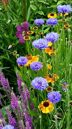 many different types of flowers in the grass and some purple, yellow and orange ones