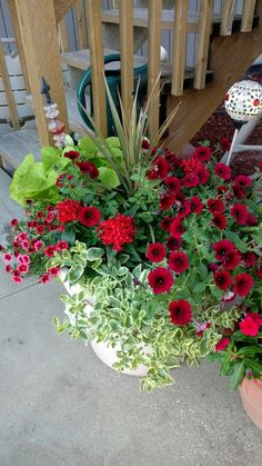 red and green flowers are growing in a pot on the ground next to some stairs