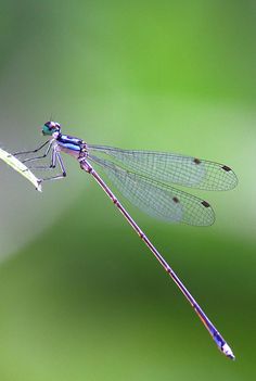 a blue and black dragonfly sitting on top of a green plant