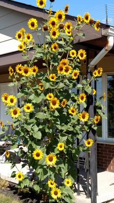 sunflowers are blooming in front of a house