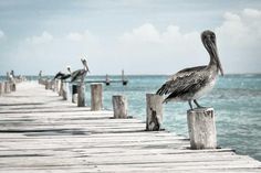 pelicans are sitting on the end of a wooden pier near the ocean with boats in the background