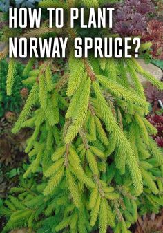 a close up of a plant with the words how to plant norway spruce? on it