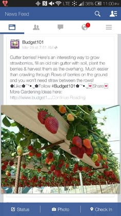 a facebook post with strawberries growing on it