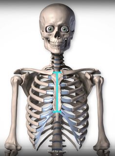 an image of a human skeleton with the arrow pointing to it's left side