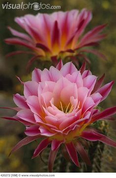 two pink flowers blooming on top of a green plant with yellow tips in the middle