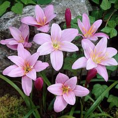 pink flowers are blooming in front of some rocks and greenery on the ground