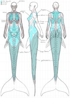 the back and side view of a woman's body, with muscles highlighted in blue