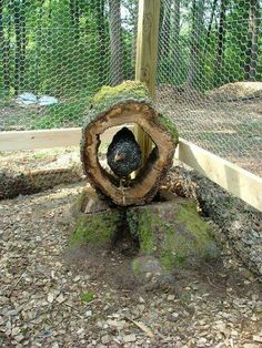 a black bird sitting in the middle of a tree stump