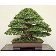 a bonsai tree sitting on top of a table