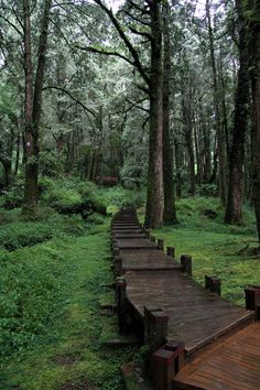 a wooden walkway in the middle of a forest