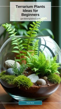 a glass bowl filled with plants and rocks