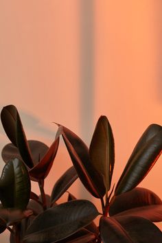 a potted plant with green and red leaves