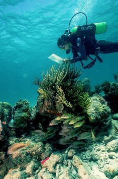 a person scubas over an underwater coral reef