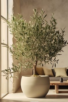 an olive tree in a large white pot next to a couch and coffee table with pillows