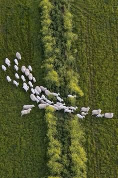 an aerial view of sheep walking in the middle of a field with trees and grass