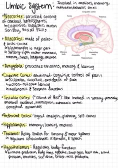 Neurology, brain anatomy, neuroscience, cranial nerve, cranial function, brain, neurology, SLP, health science, neuroeducation, biology, anatomy learning, medical student, study tips, SLP resources, grad school, notes Brain Stem Function, Neurotransmitters Notes, Limbic System Brain Anatomy, Neuroanatomy Notes, Anatomy And Physiology Notes Study, Neurology Notes, Neuroscience Notes, Fundamentals Of Nursing Notes, Pediatric Neurology