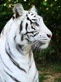 a white tiger sitting in front of some trees