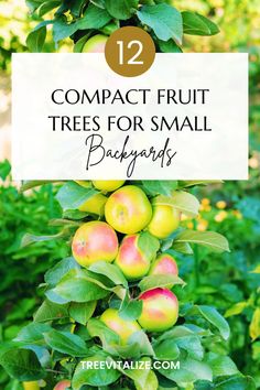 apples growing on the tree with text overlay that reads, 12 compact fruit trees for small backyards