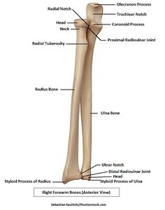 the structure of a long bone and its major bones, including the lower limb section