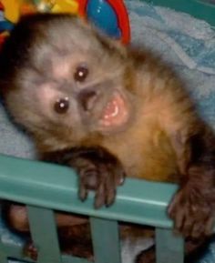 a baby monkey is sitting in a crib