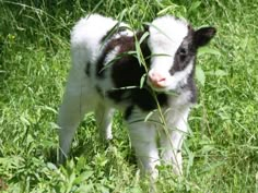 a black and white calf standing in tall grass