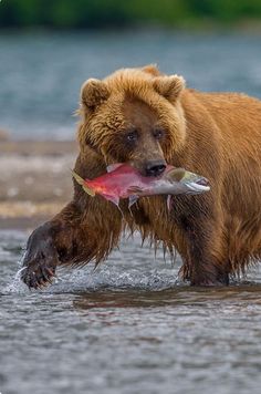 a brown bear holding a fish in it's mouth while standing in the water