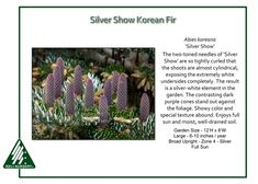 the silver show koran fir is an evergreen that grows on trees and shrubs in the forest