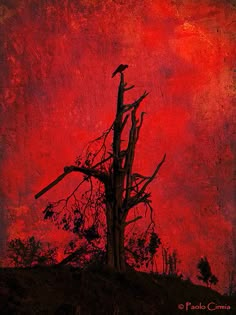 a bird sitting on top of a tree in front of a red sky with clouds