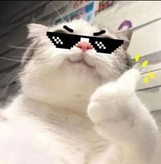 a white cat wearing pixelated glasses and pointing to the side with its paw up