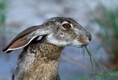 a close up of a rabbit eating grass