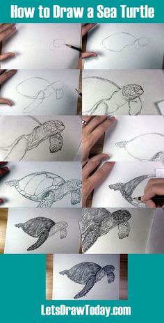 how to draw a sea turtle