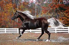 a black horse galloping in an enclosed area with fall colored trees behind the fence